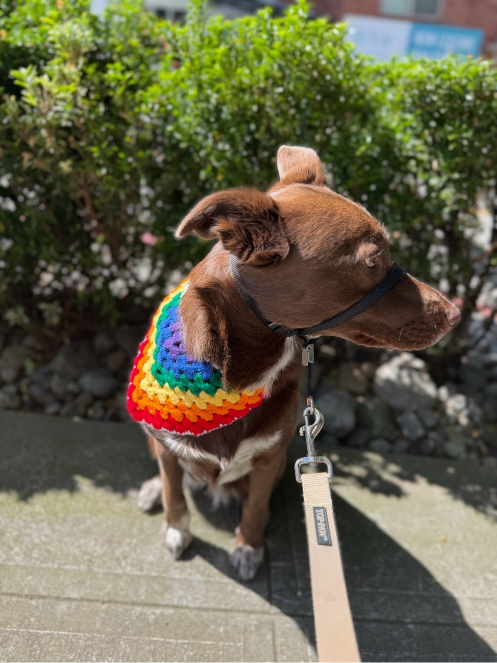🌈 Handmade Crochet Rainbow Pet Bandana | Adjustable Pride Tie-On Dog Bandana